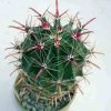 Ferocactus_coloratus